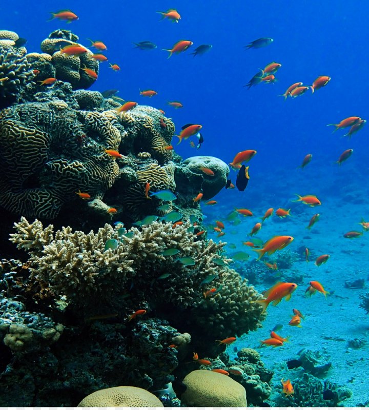 Коралловый риф в море