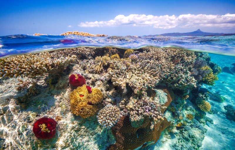 Занзибар коралловые рифы