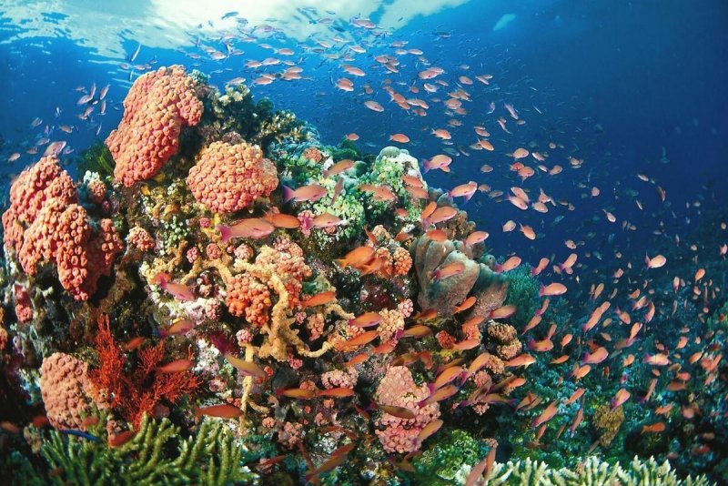 Коралловый риф Туббатаха