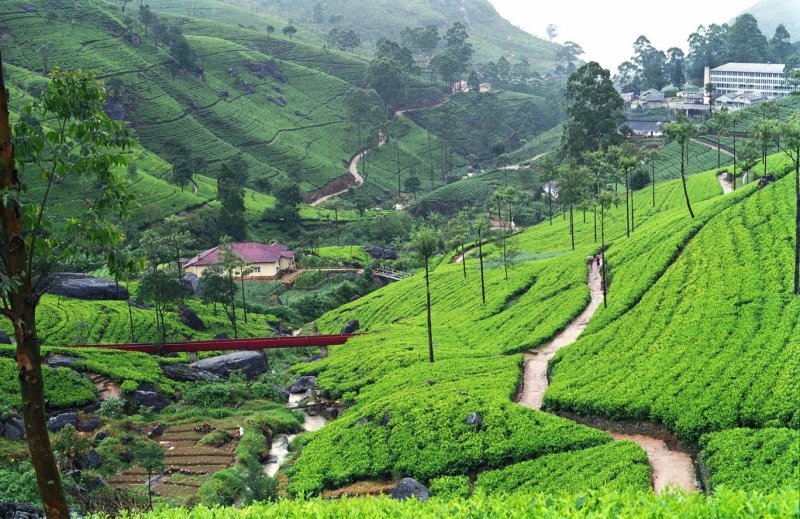 Остров Цейлон чайные плантации