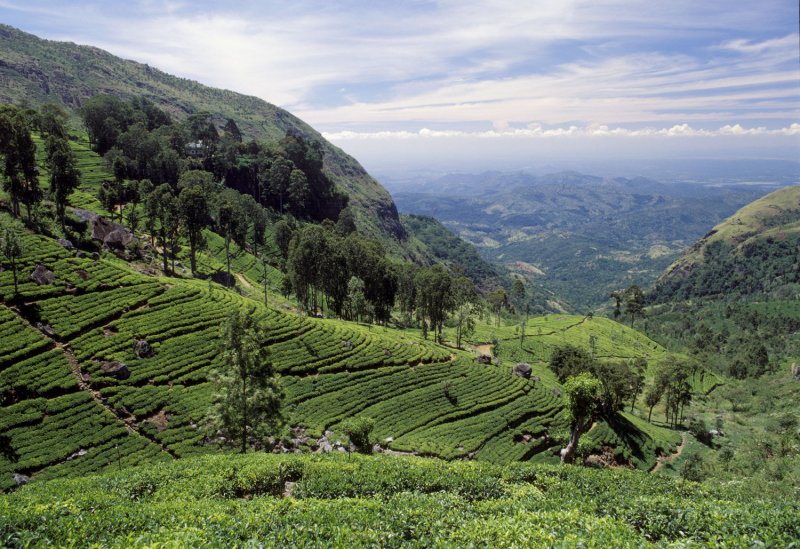 Чайные плантации Нувара Элия