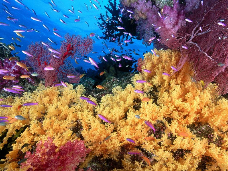 Биоценоз кораллового рифа