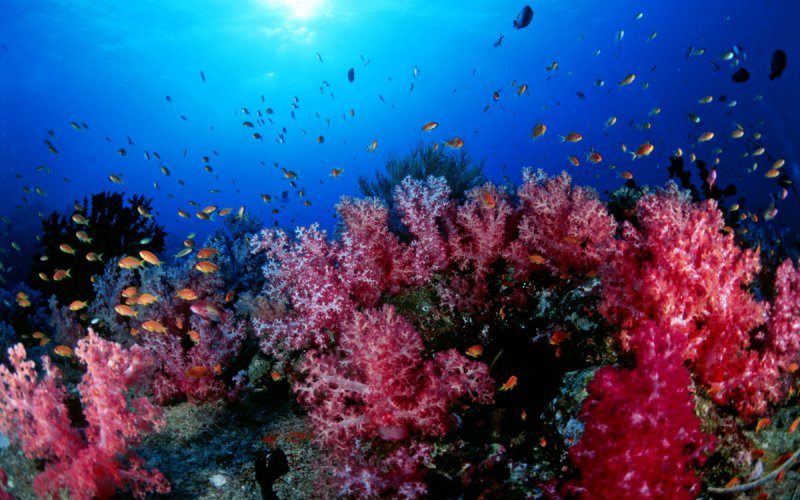 Коралловый риф Тайланд