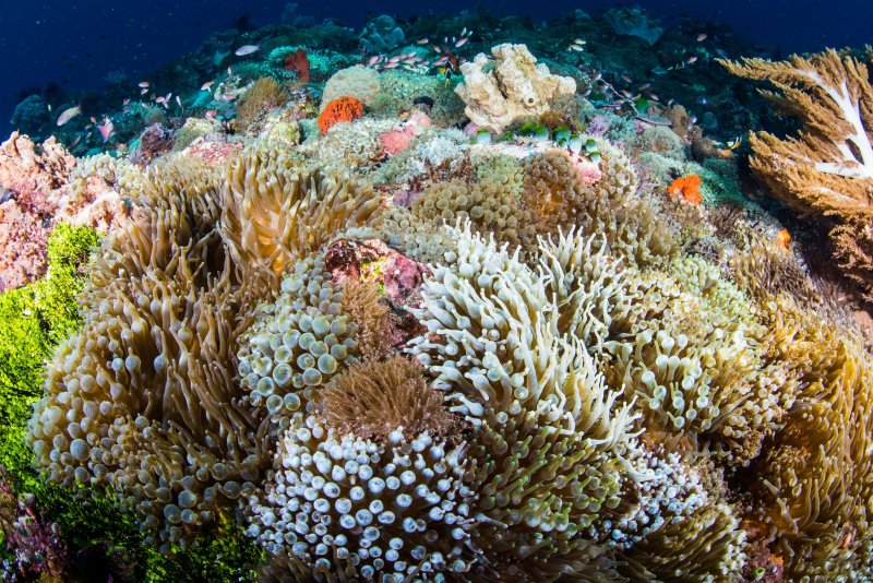 Саулози коралл риф