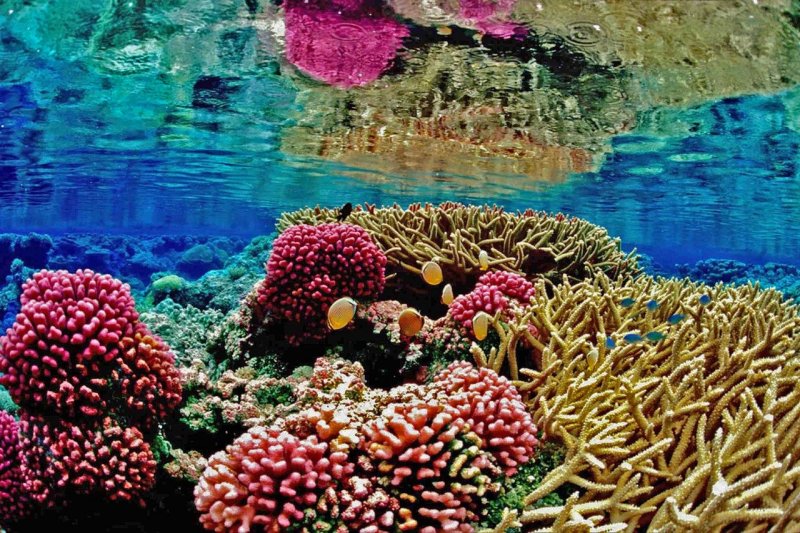 Роберт Коуп: коралловые рифы