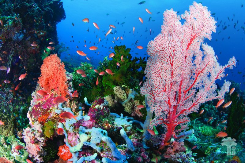 Комодо остров подводный мир