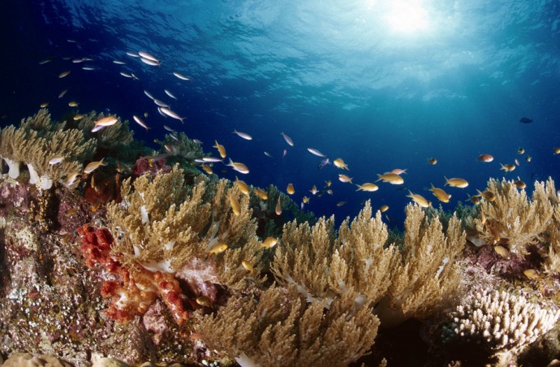 Индонезия коралловые рифы