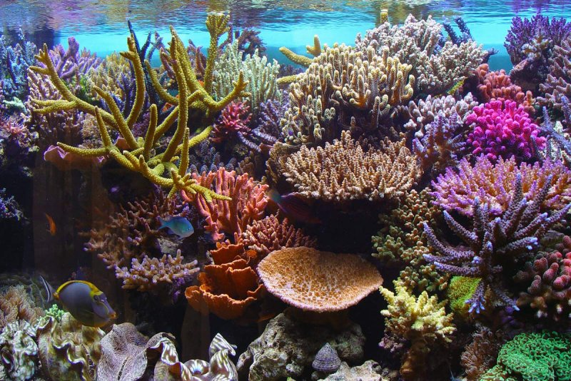 Современные кораллы