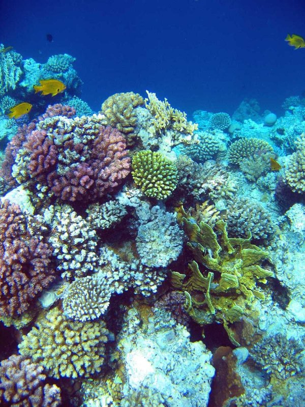 Коралловый риф Сафага
