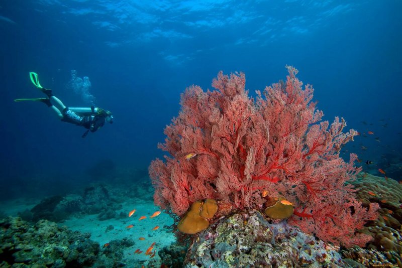 Коралловые рифы индийского океана
