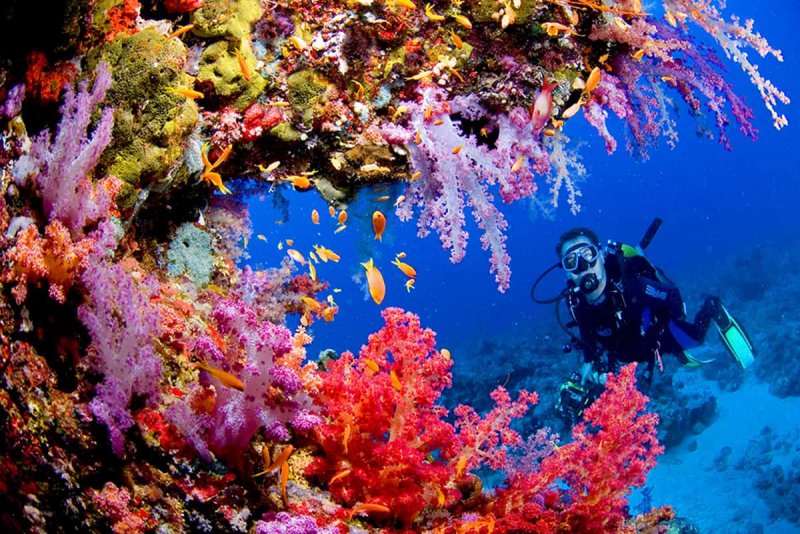 Красное море риф дайвер