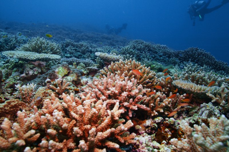 Окинава острова коралл