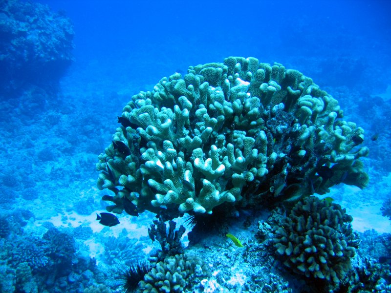 Коралловые полипы в индийском океане