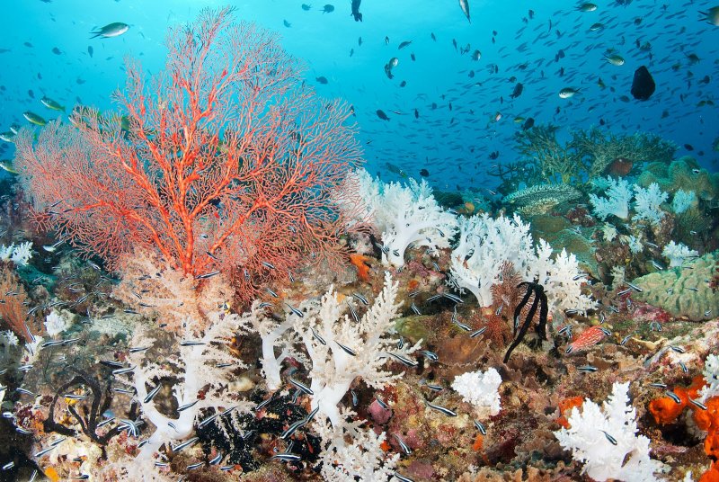 Барьерный риф водоросли