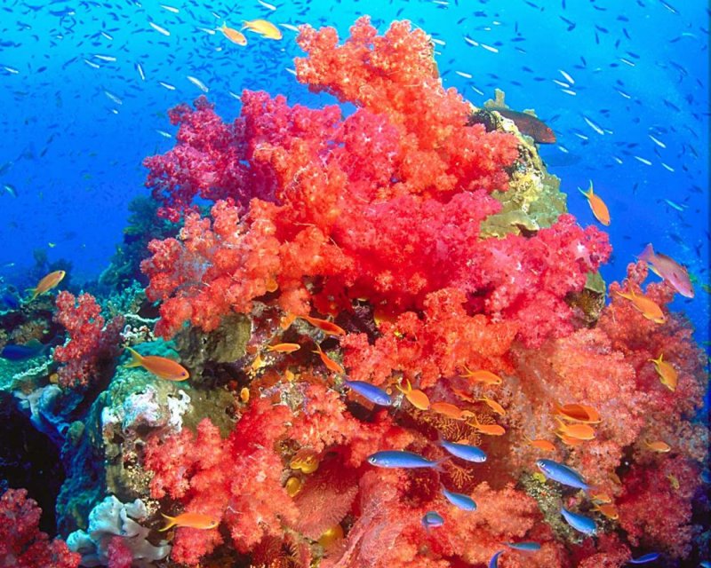 Коралловый Барьерный риф