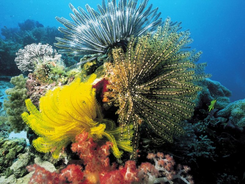 Флора и фауна индийского океана