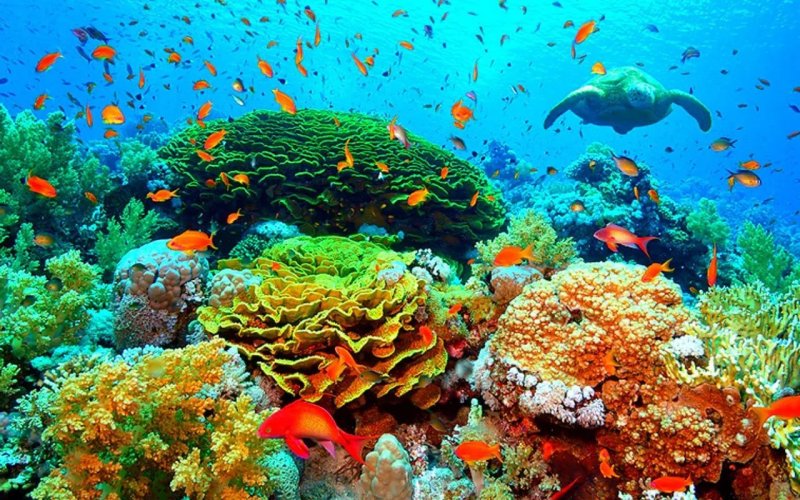 Коралловый риф под водой