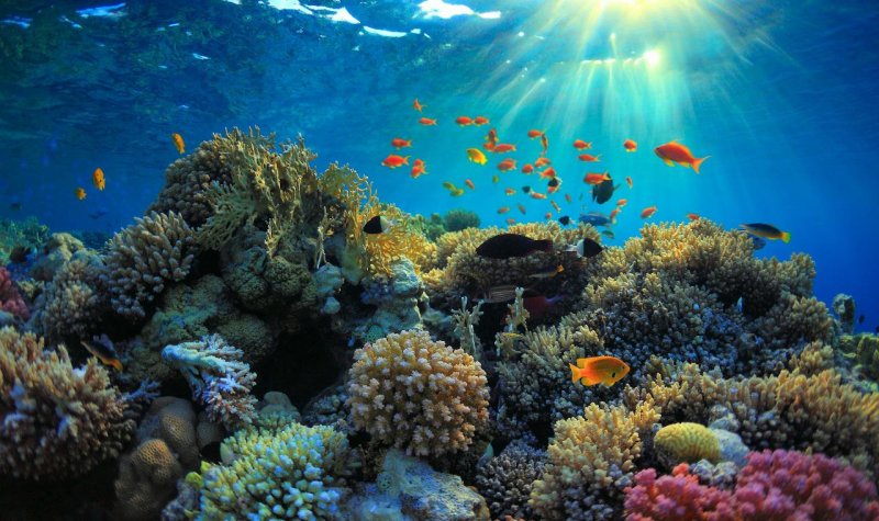 Коралловый риф на Бали