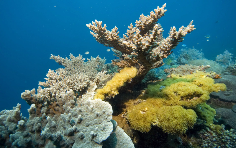 Рас Мохаммед коралловые рифы