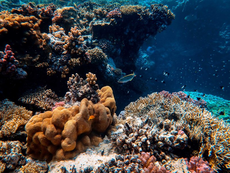 Подводный мир кораллы