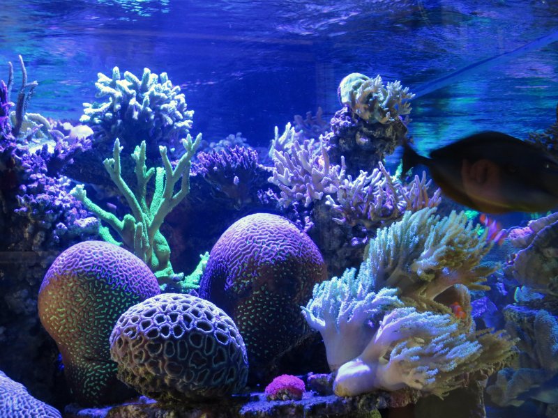 Красивые кораллы