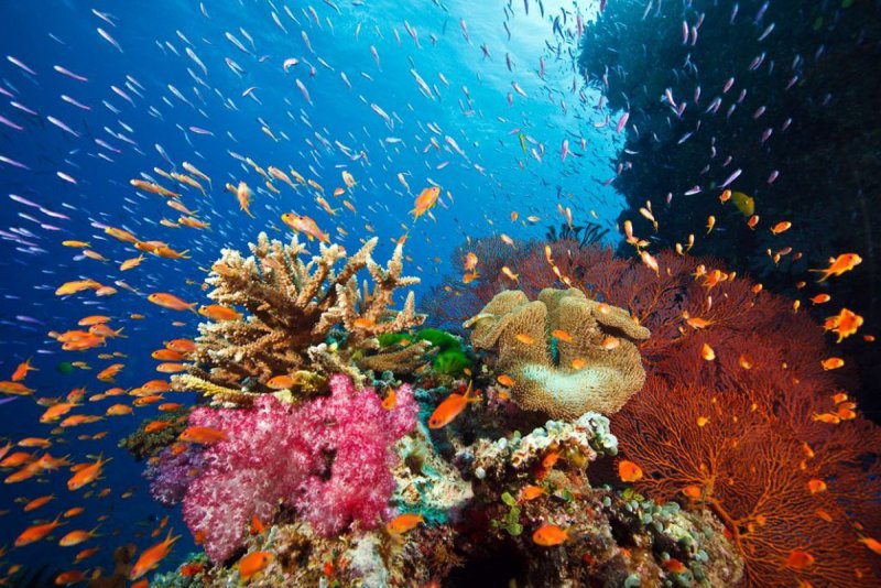 Коралловые рифы Фиджи