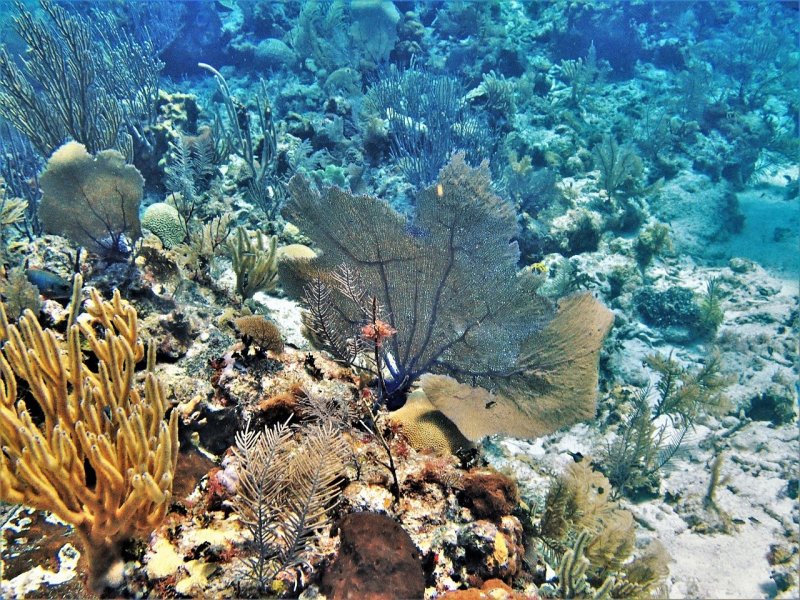 Барьерный риф в Карибском море