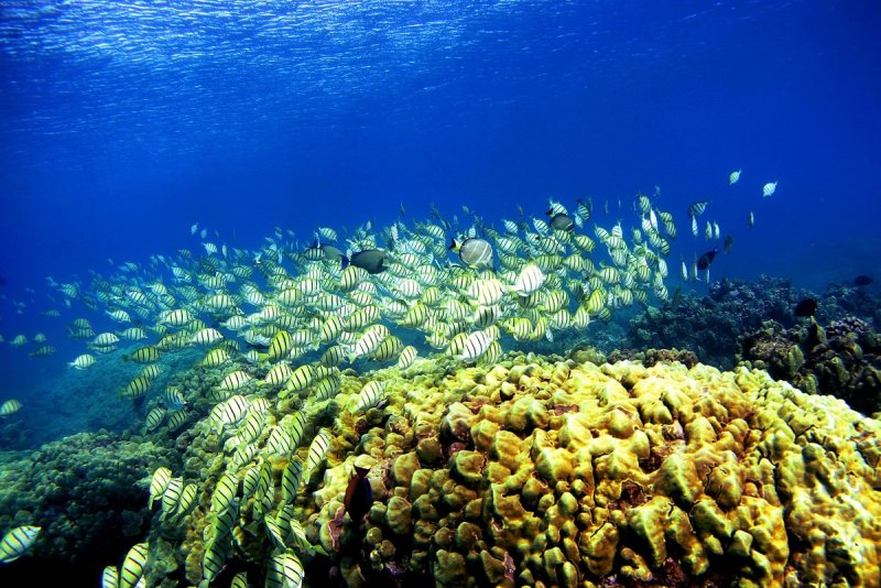 Гавайи кораллы