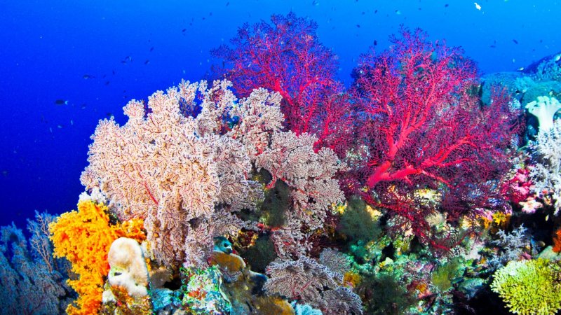 Водоросли кораллового рифа