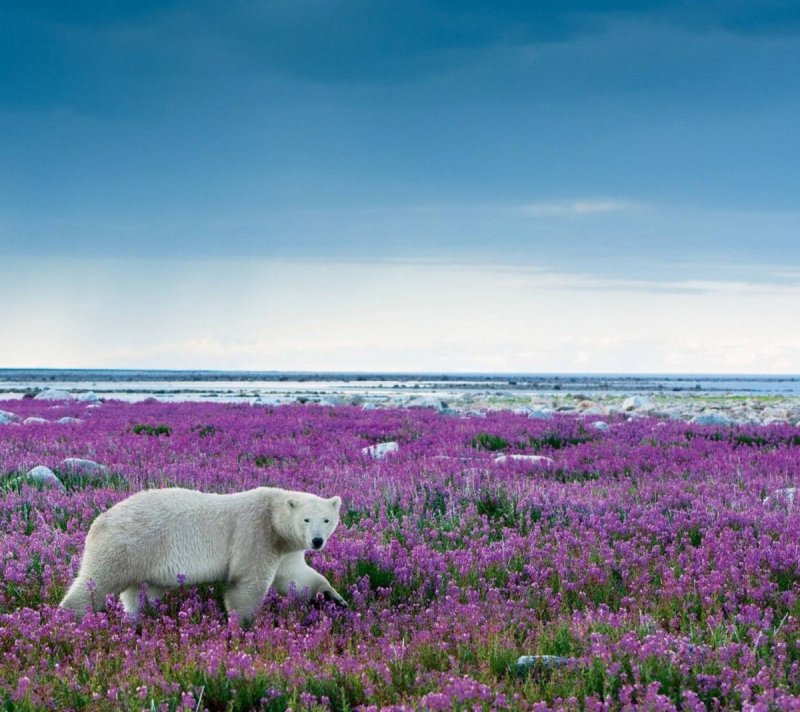 Арктическая тундра на острове Врангеля