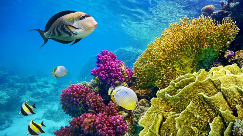 Шарм-Эль-Шейх подводный мир красное море