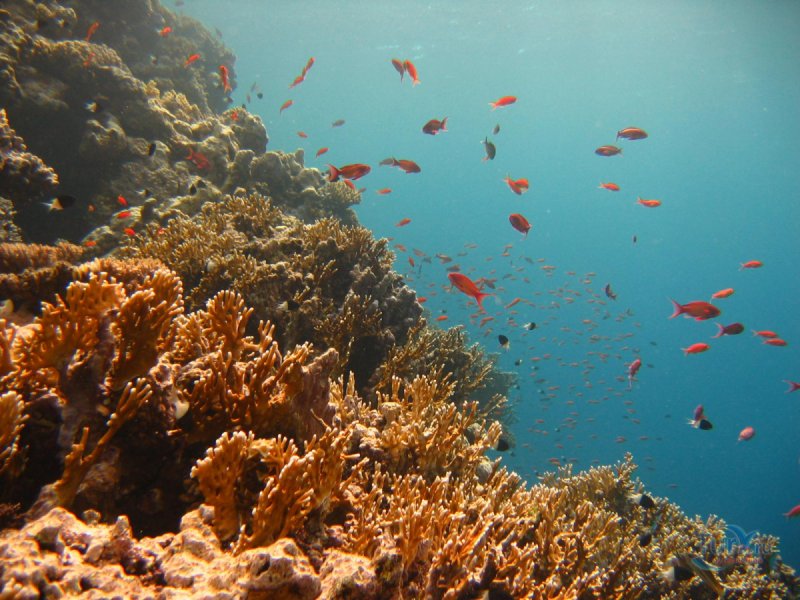 Красное море рифы Египет