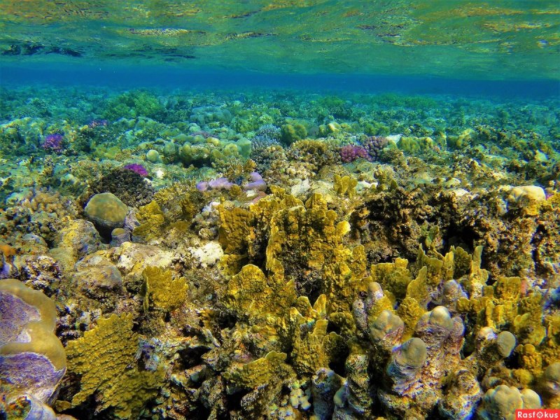 Коралловый риф в Крыму