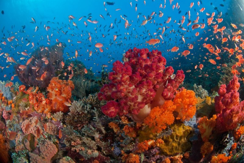 Раджа Ампат кораллы