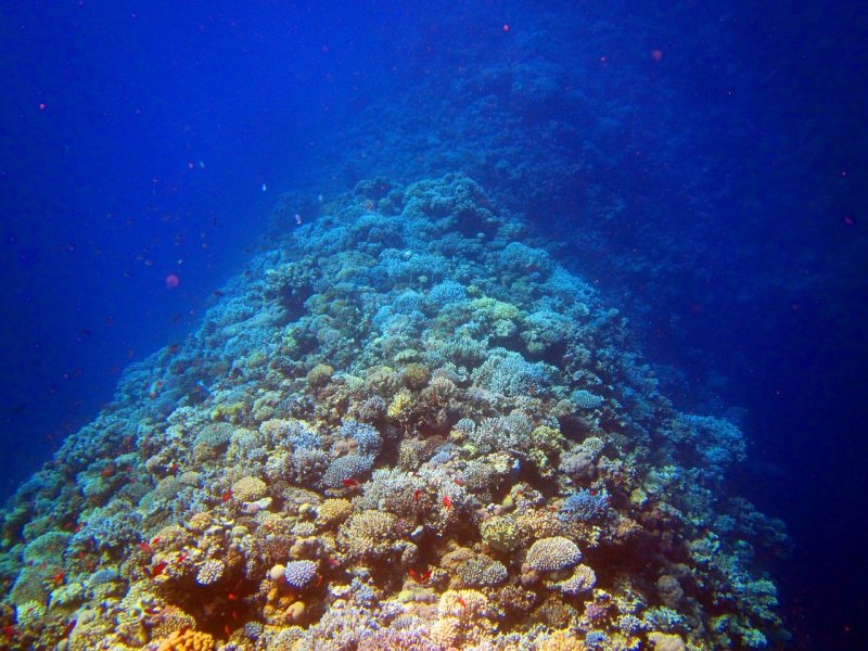Коралловые рифы красного моря в Египте