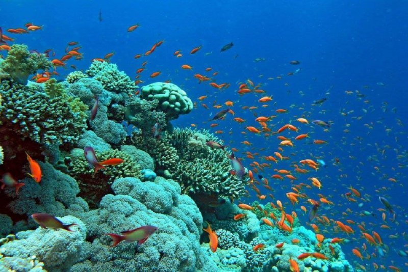 Хургада Египет красное море кораллы