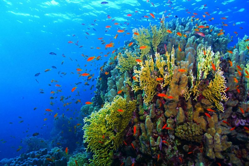 Парк рас Мохаммед Египет коралловые рифы