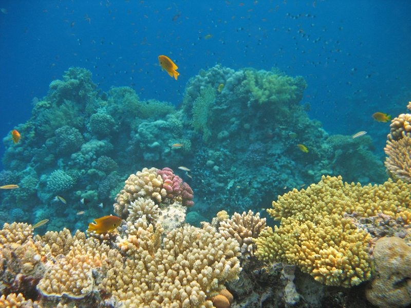 Риф у острова тиран Шарм-Эль-Шейх