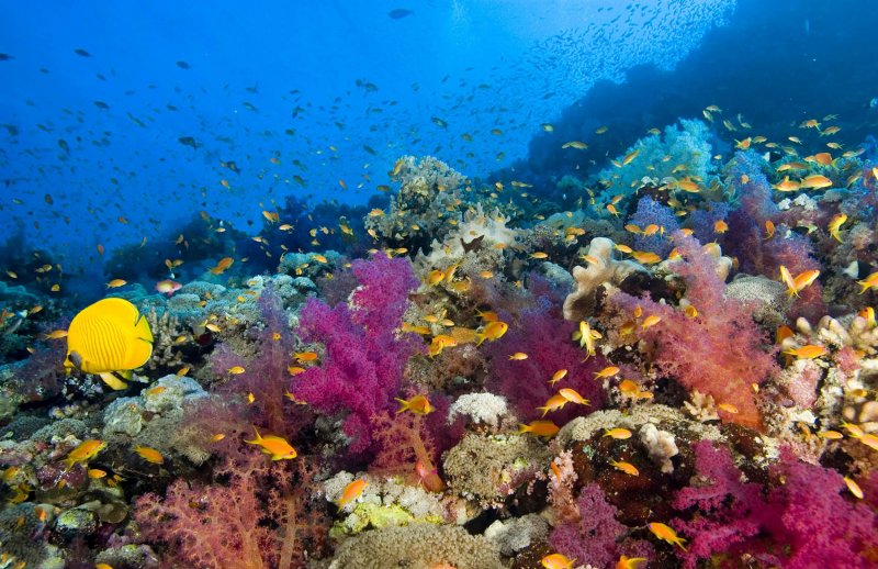 Красное море риф Макади