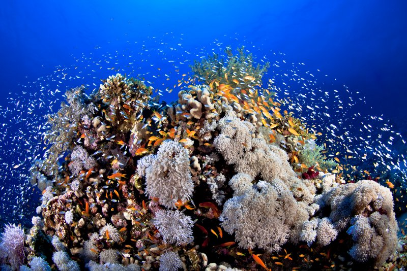 Коралловые рифы Египет Макади