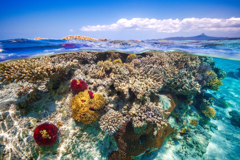 Рыбы и кораллы риф Оазис Блю Бэй