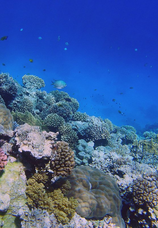 Красное море фото под водой