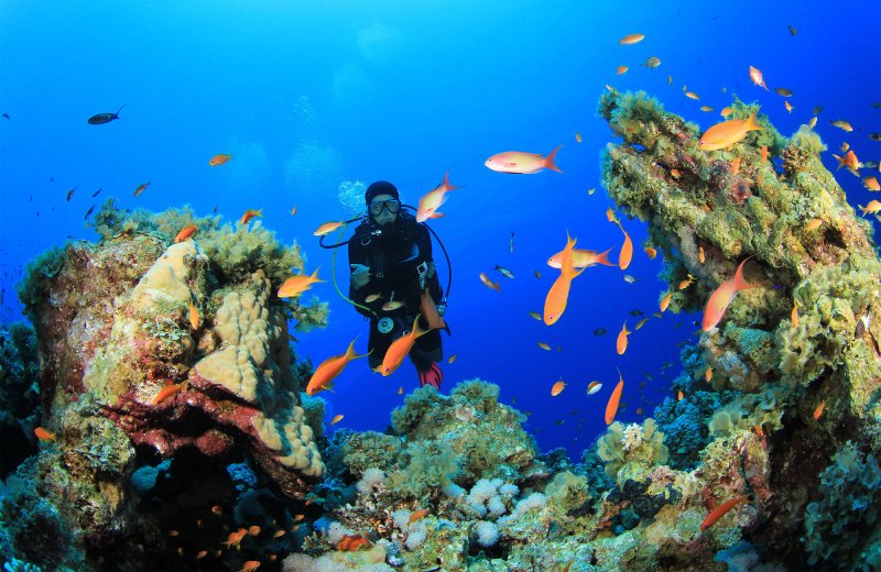 Красное море риф Шарм Эль Шейх