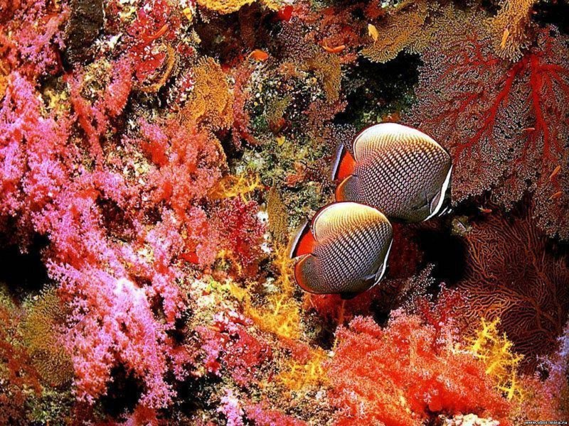 Коралловые рифы Сафаги