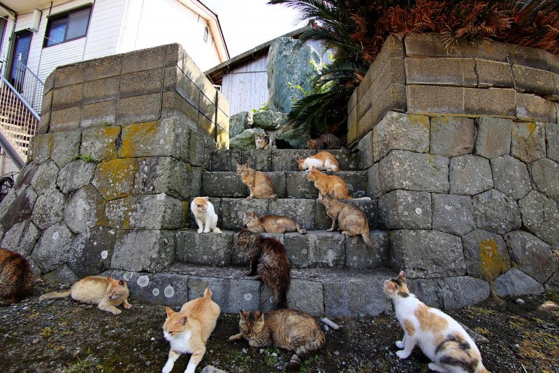 Остров котиков в Японии