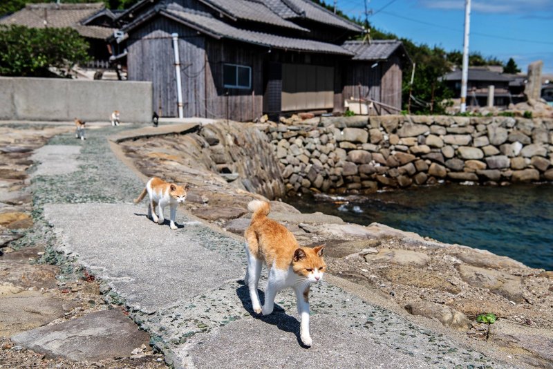 Остров Аосима остров кошек
