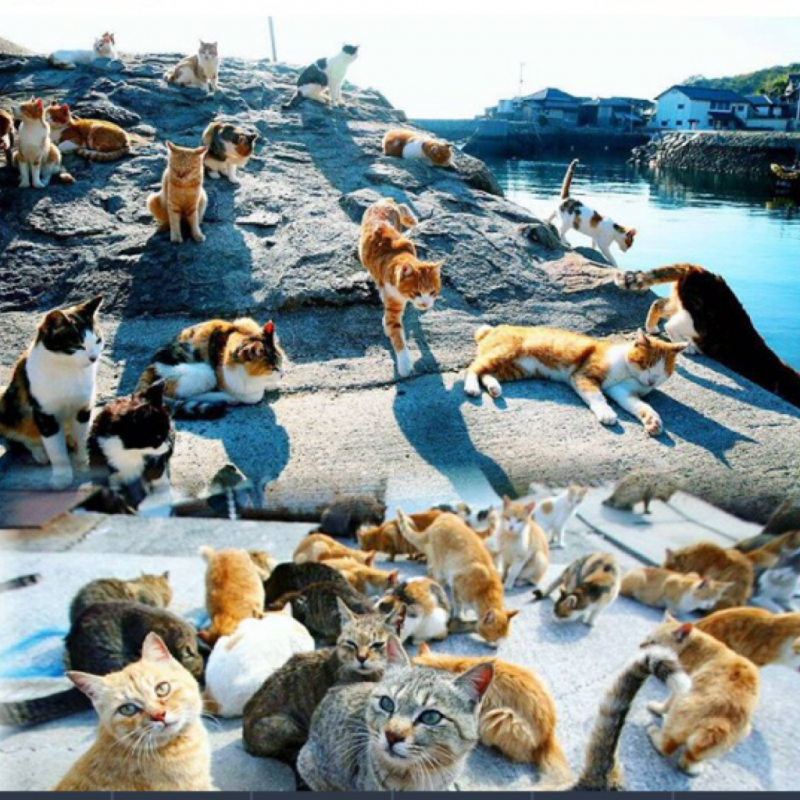 Аосима кошачий остров в Японии