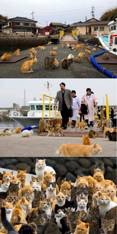 Аошима остров кошек