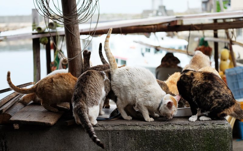 Остров Аосима остров кошек