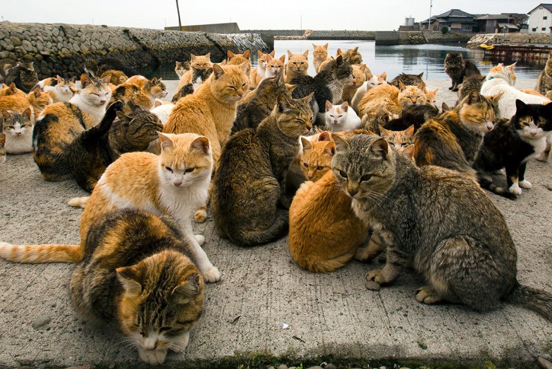Тасиро остров кошек в Японии